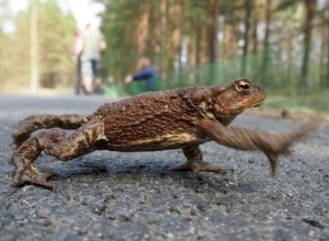 В Петербурге ищут волонтеров для помощи жабам в сезонной миграции