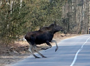 Осторожно! Лось!