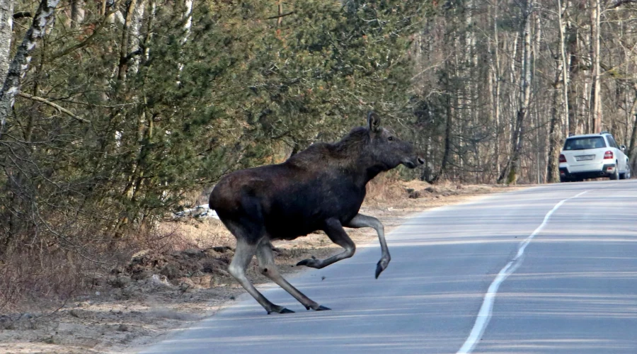 Осторожно! Лось!