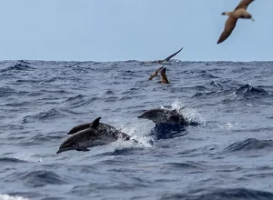 Мэрия Анапы начала проверку после сообщения о массовой гибели дельфинов