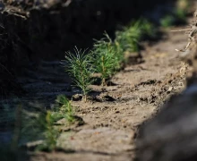 Годовой план восстановления лесов в подмосковных лесничествах был выполнен на 95%