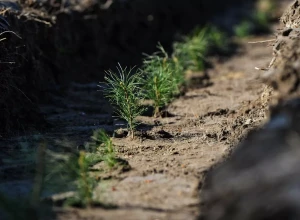 Годовой план восстановления лесов в подмосковных лесничествах был выполнен на 95%