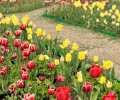 Летняя погода вернется в Мурманскую область 10 июля
