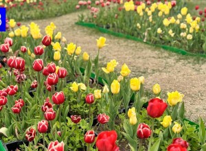 Летняя погода вернется в Мурманскую область 10 июля