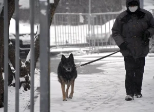 Кинолог Голубев предупредил о гиперпривязанности собак
