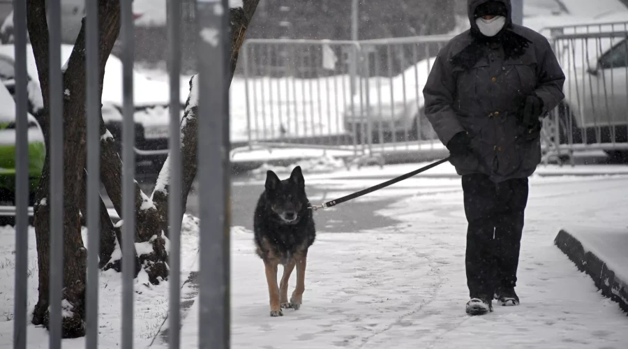 Кинолог Голубев предупредил о гиперпривязанности собак