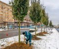 Специалисты комплекса городского хозяйства высадили свыше 4 тысяч деревьев вдоль магистралей столицы