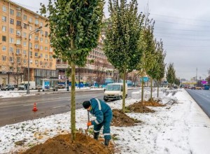 Специалисты комплекса городского хозяйства высадили свыше 4 тысяч деревьев вдоль магистралей столицы