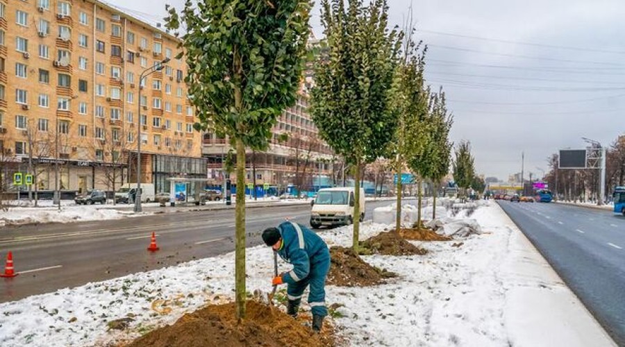 Специалисты комплекса городского хозяйства высадили свыше 4 тысяч деревьев вдоль магистралей столицы