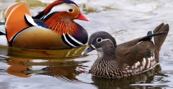 В московских парках заметили редких птиц, занесенных в Красную книгу