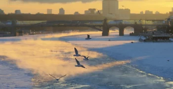 В Москве заметили прилетающих с зимовки птиц
